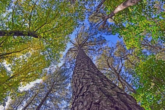 Alt wie ein Baum