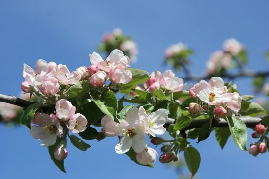 Frühling!