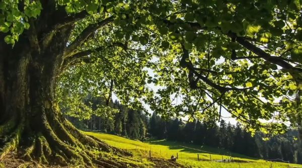 Alt wie ein Baum