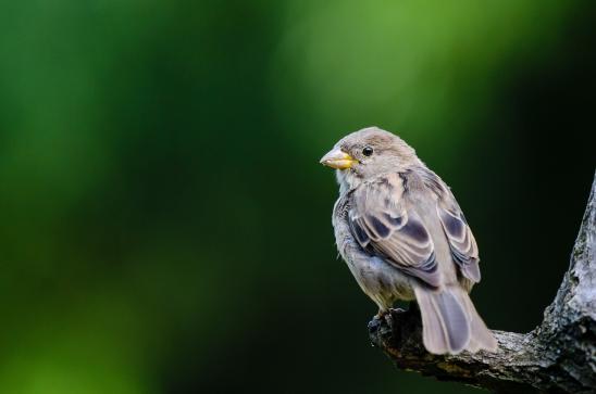 Zuversichtlich wie ein Spatz